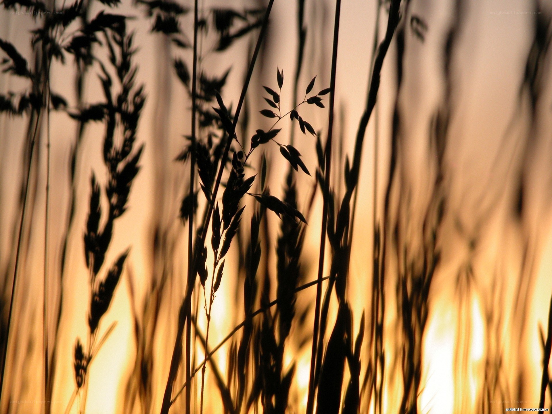 Grass silhouettes at sunset