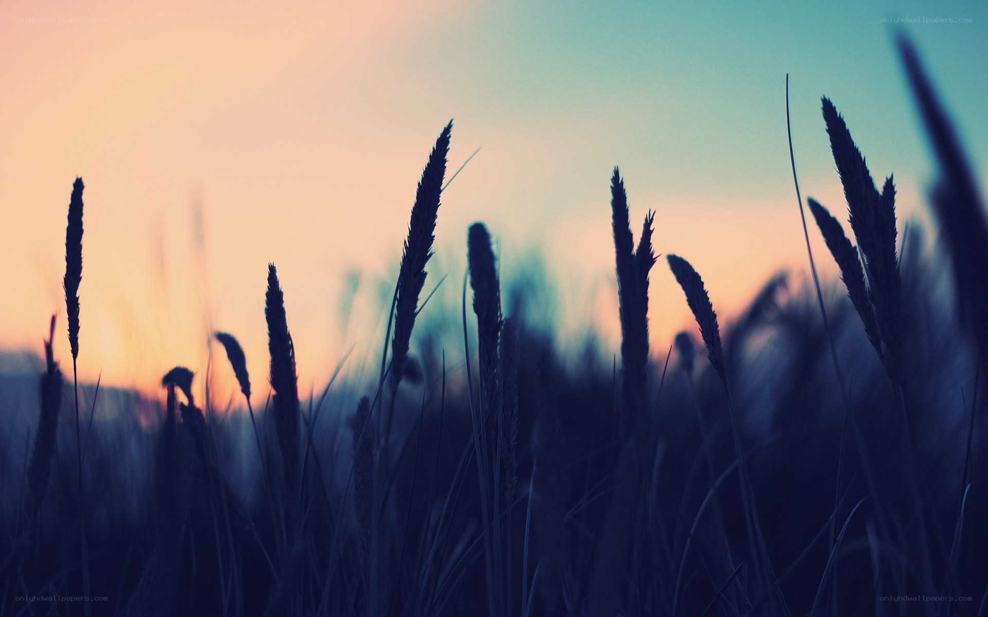 Grass silhouettes at sunset