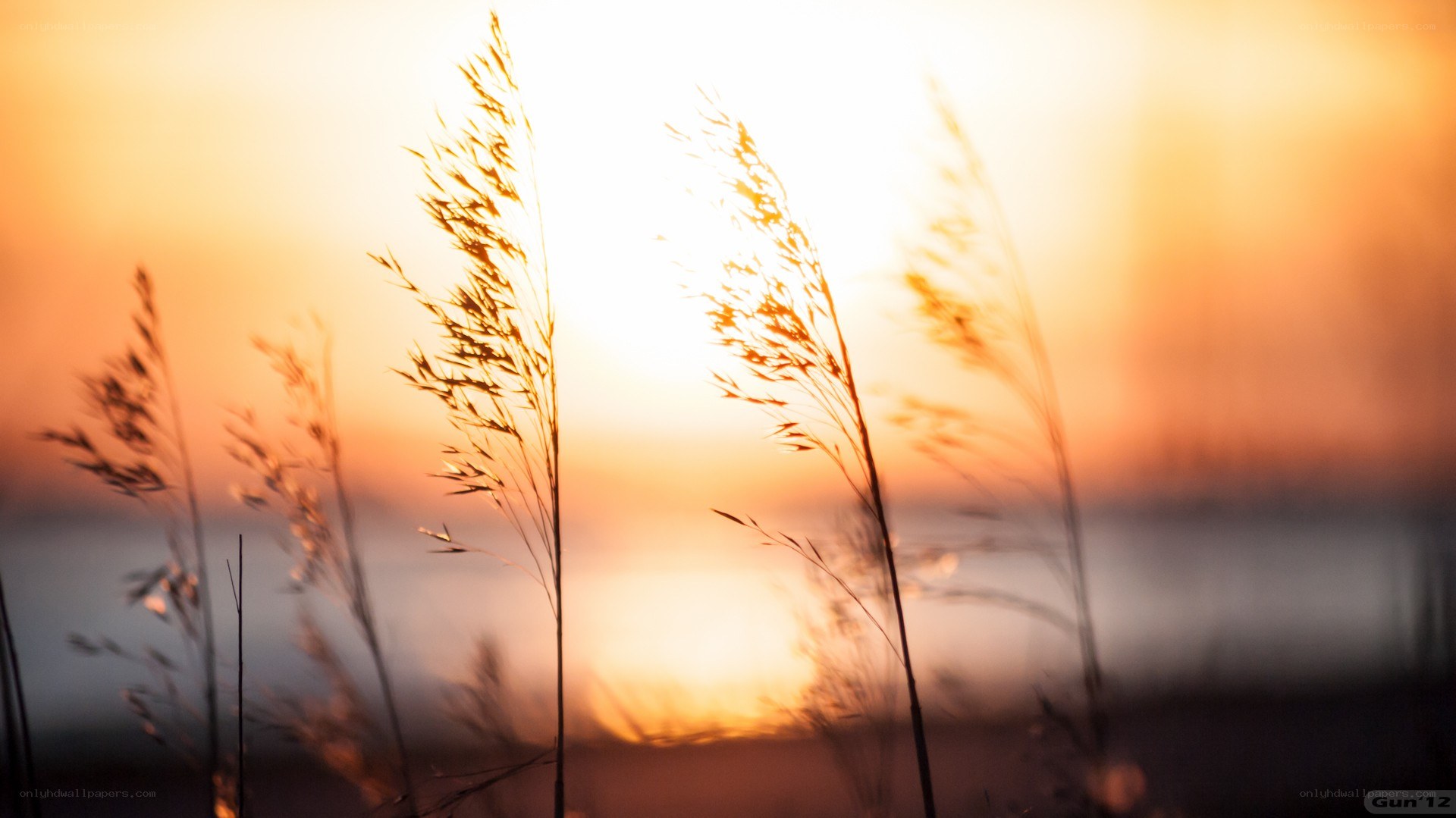 Grass silhouettes at sunset