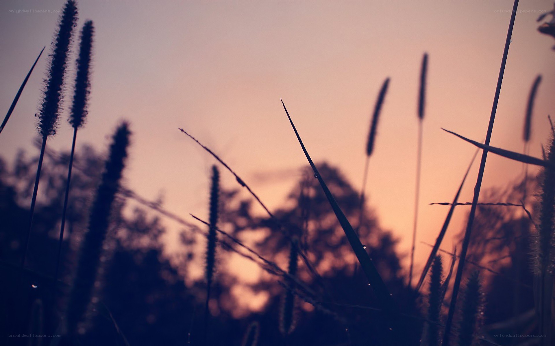 Grass silhouettes at sunset