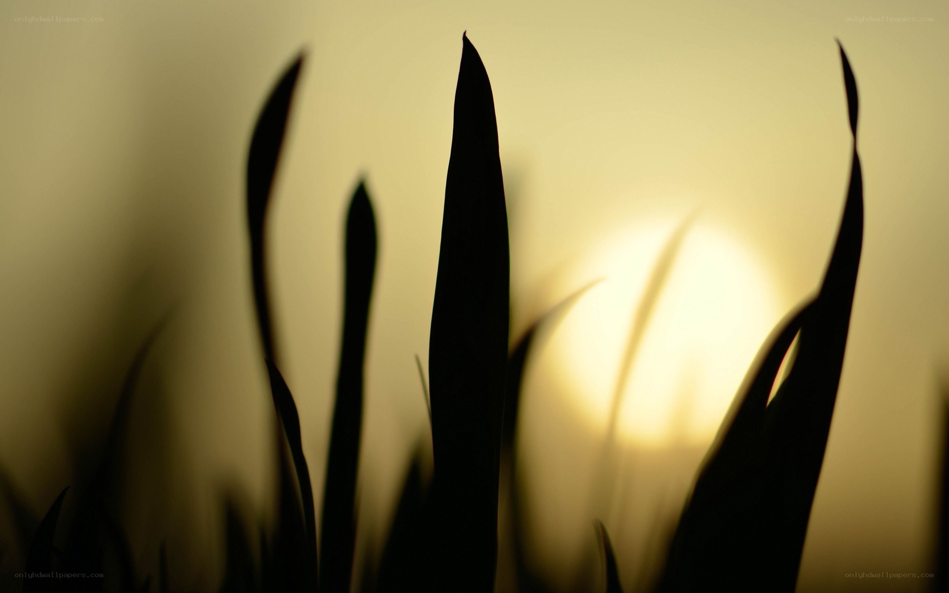 Grass silhouettes at sunset