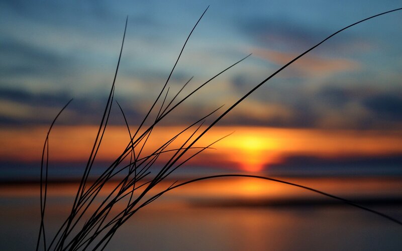 Grass silhouettes at sunset