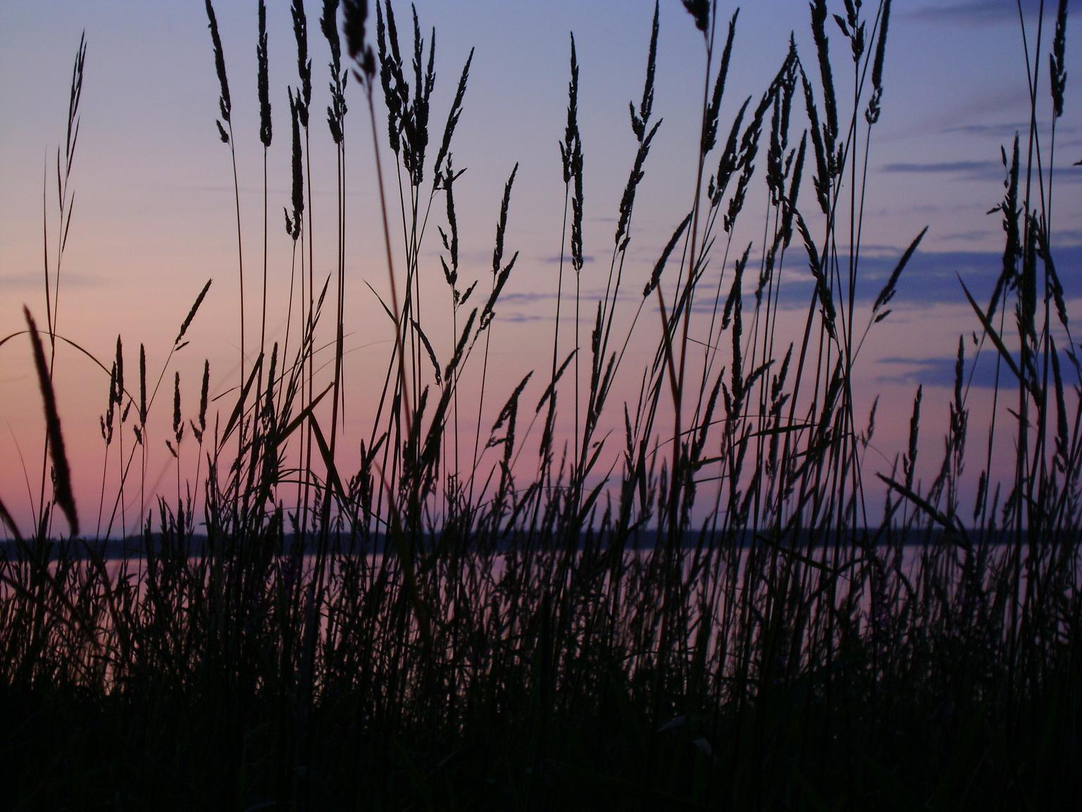 Grass silhouettes at sunset