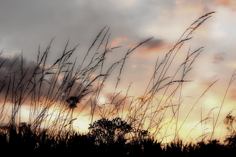 Grass silhouettes at sunset