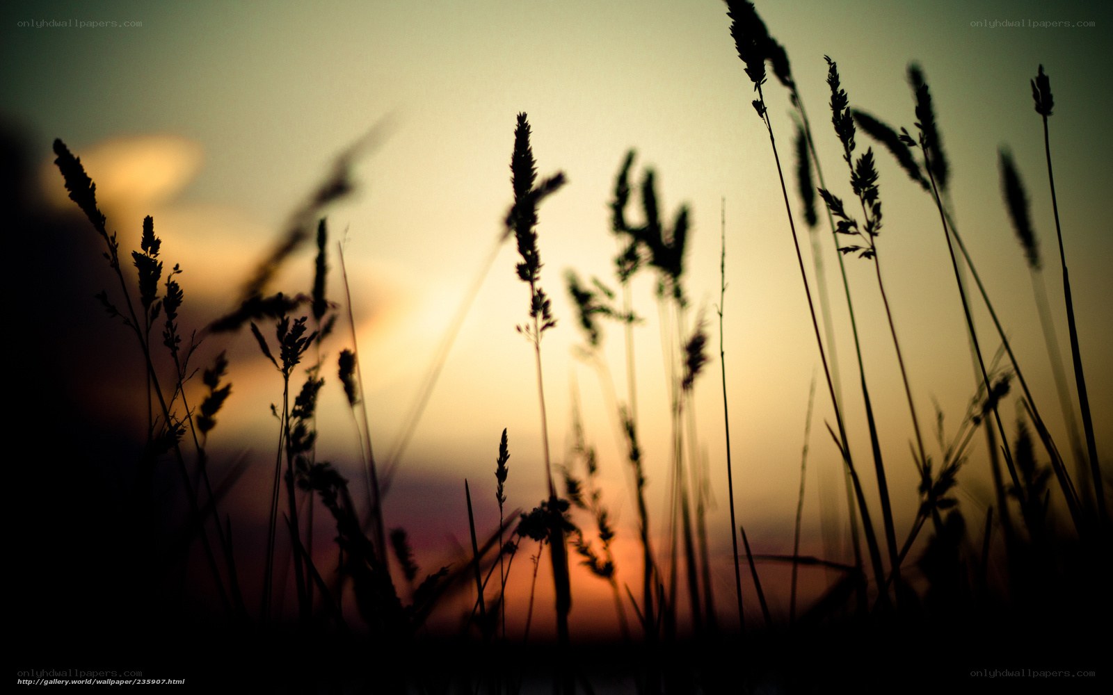 Grass Silhouettes at Sunset