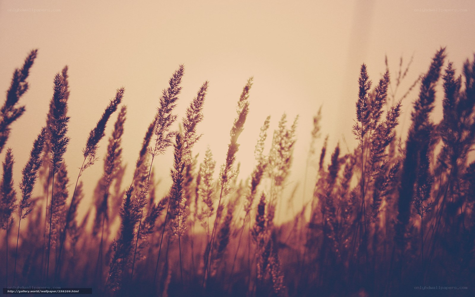 Grass Silhouettes at Sunset