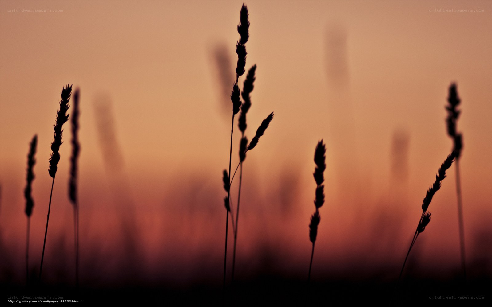 Grass Silhouettes at Sunset
