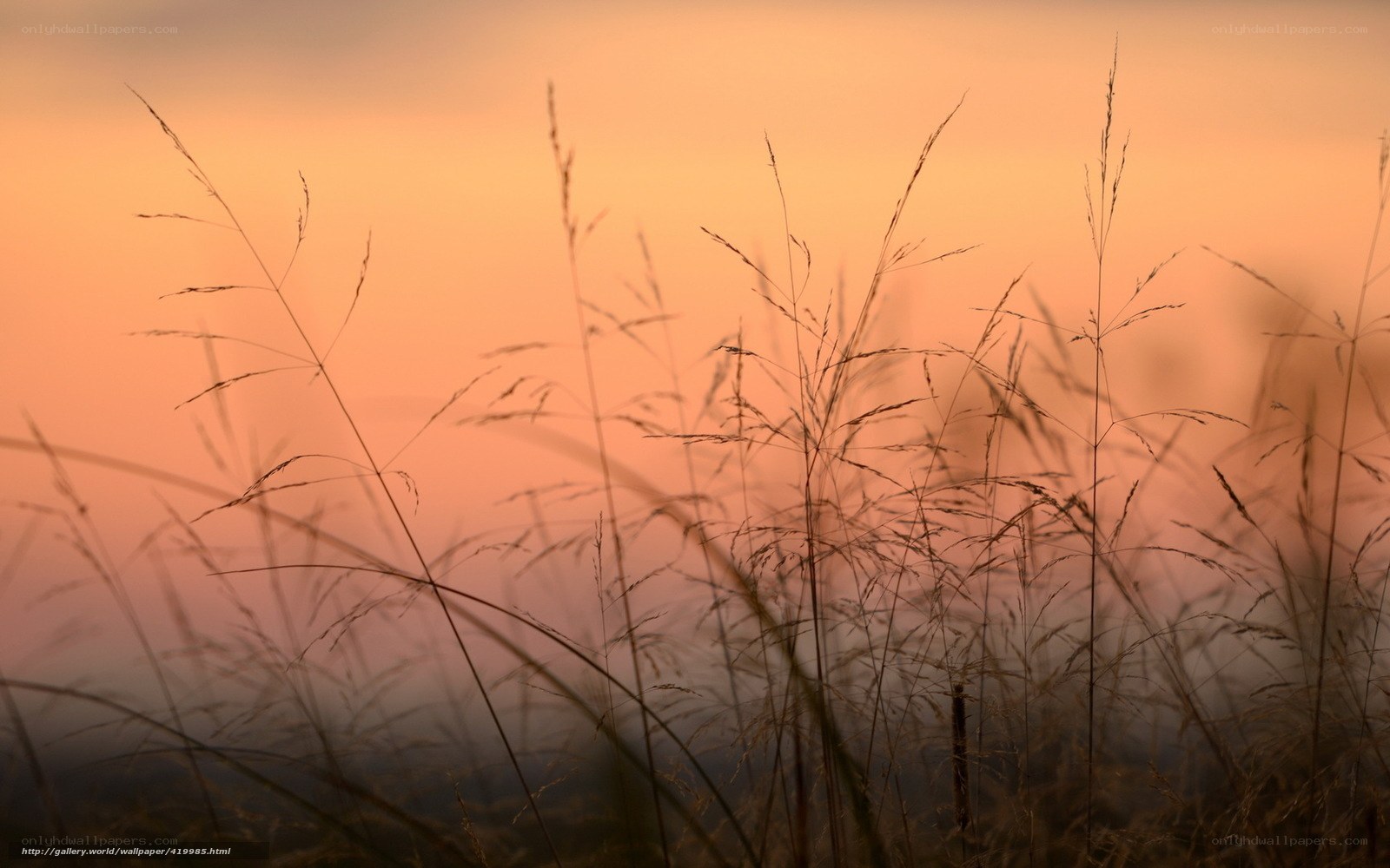 Grass Silhouettes at Sunset