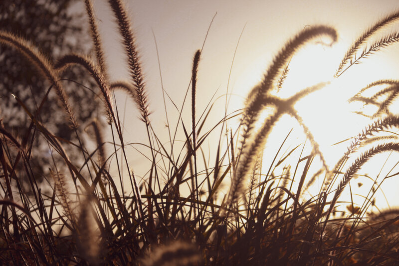 Grass Silhouettes at Sunset — Gold