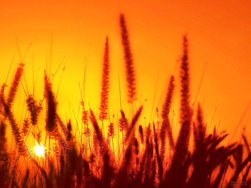 Grass Silhouettes at Sunset — Orange, Dramatic