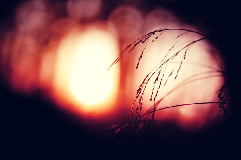 Grass Silhouettes at Sunset — Orange, Serene, Photograph