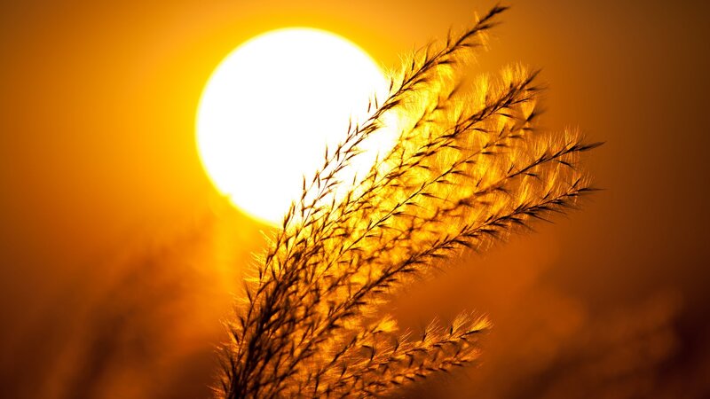 Grass Silhouettes at Sunset — Orange, Serene