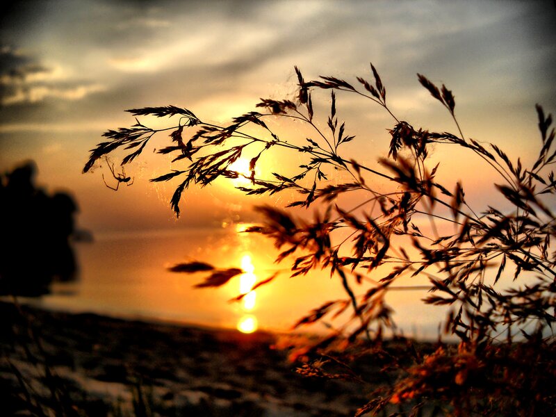 Grass Silhouettes at Sunset — Orange