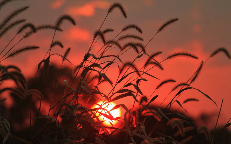 Grass Silhouettes at Sunset — Red, Dramatic