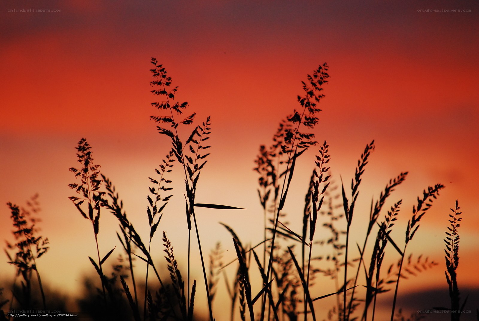Grass Silhouettes at Sunset