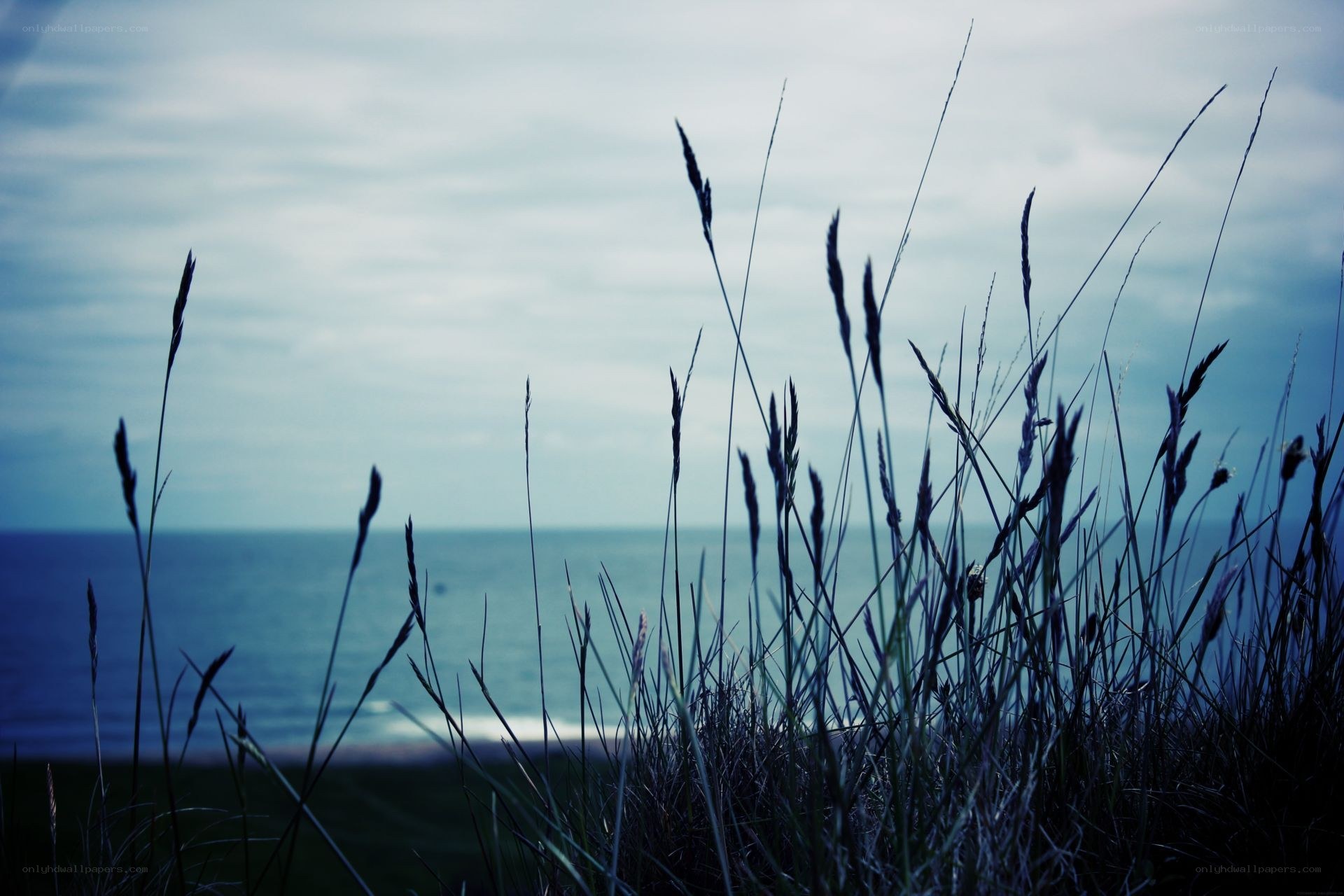 Grass silhouettes by the sea