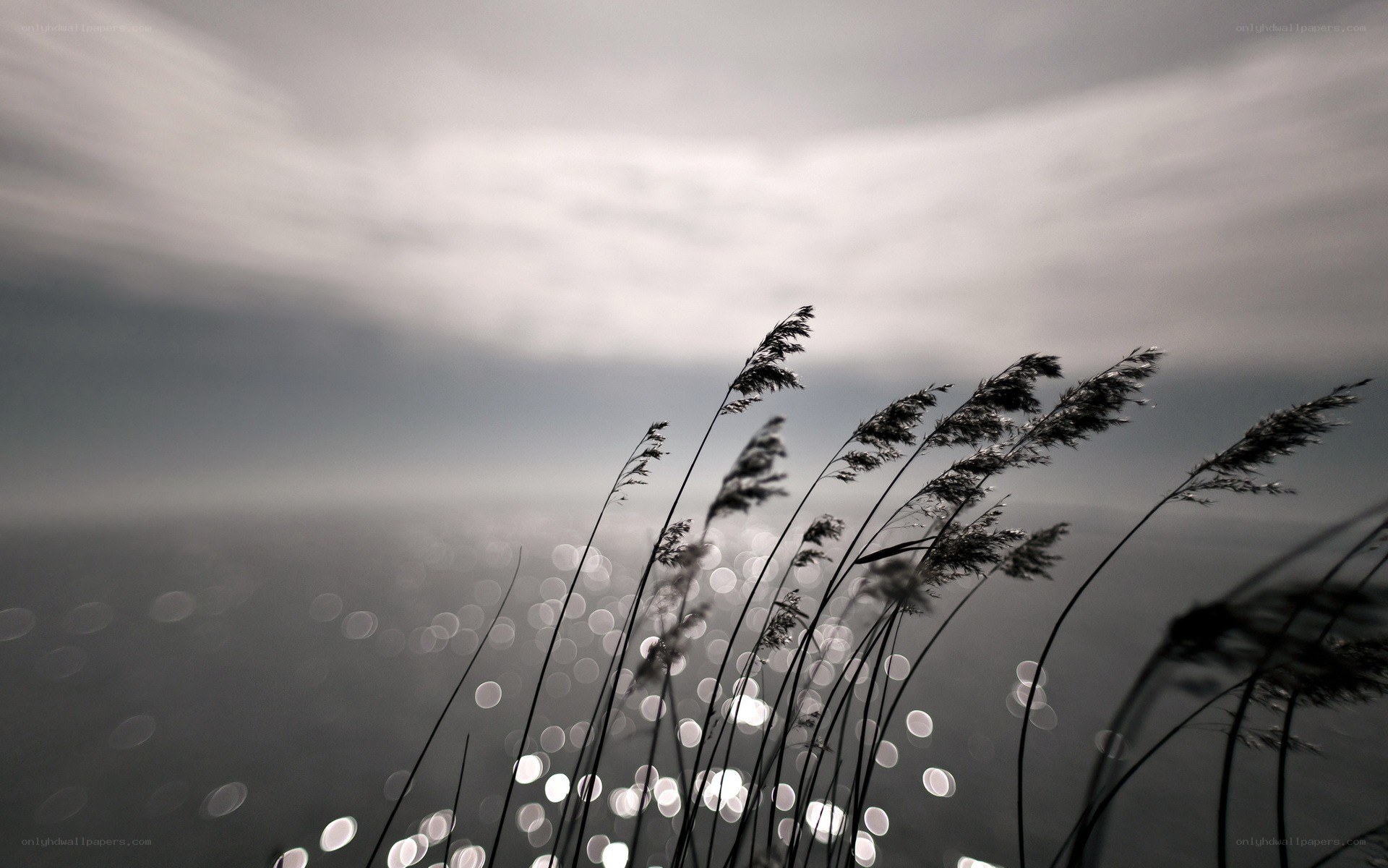 Grass Silhouettes by the Water