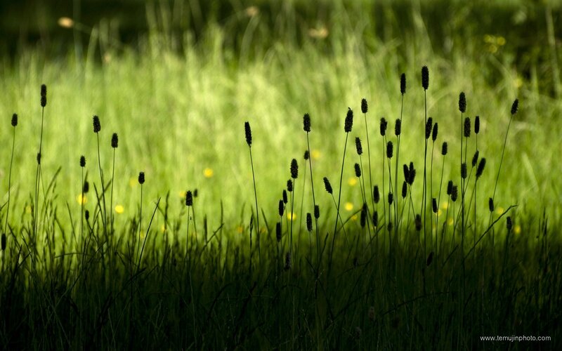 Grass silhouettes in sunlight