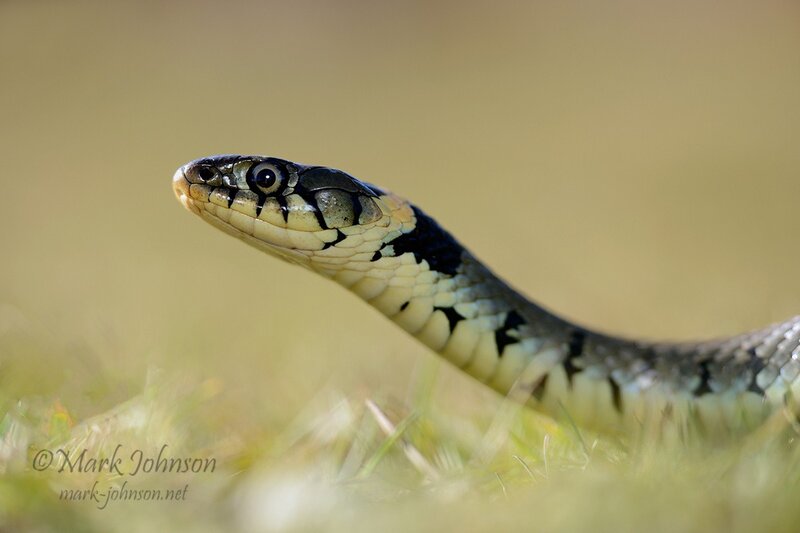 Grass Snake in Grass