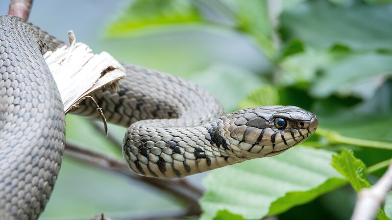 Grass Snake on Branch