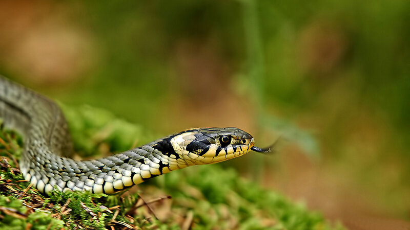 Grass Snake on Moss