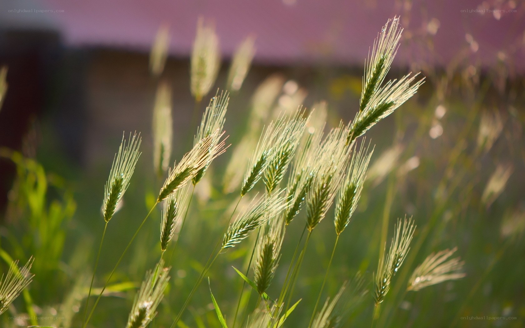 Grass spikes in sunlight