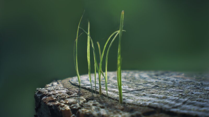 Grass Sprouts on Stump