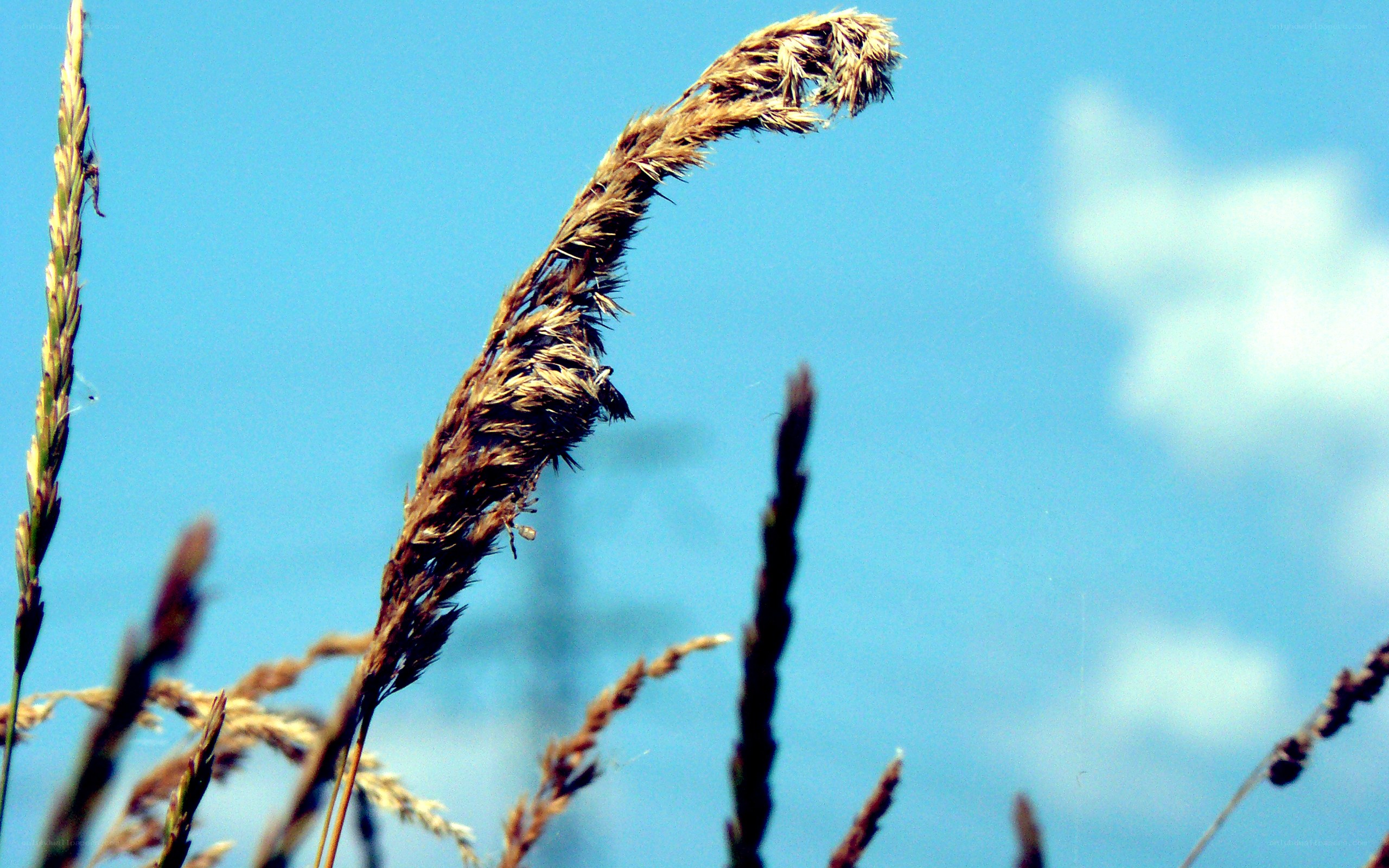 Grass stalk against blue sky