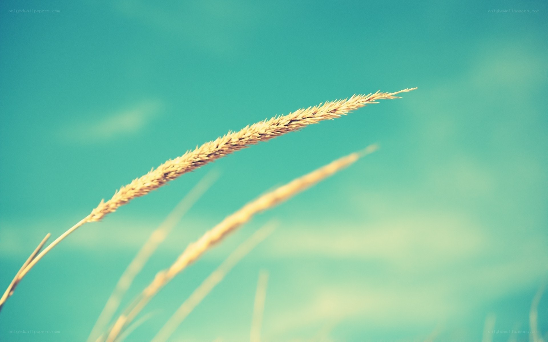 Grass stalk against blue sky