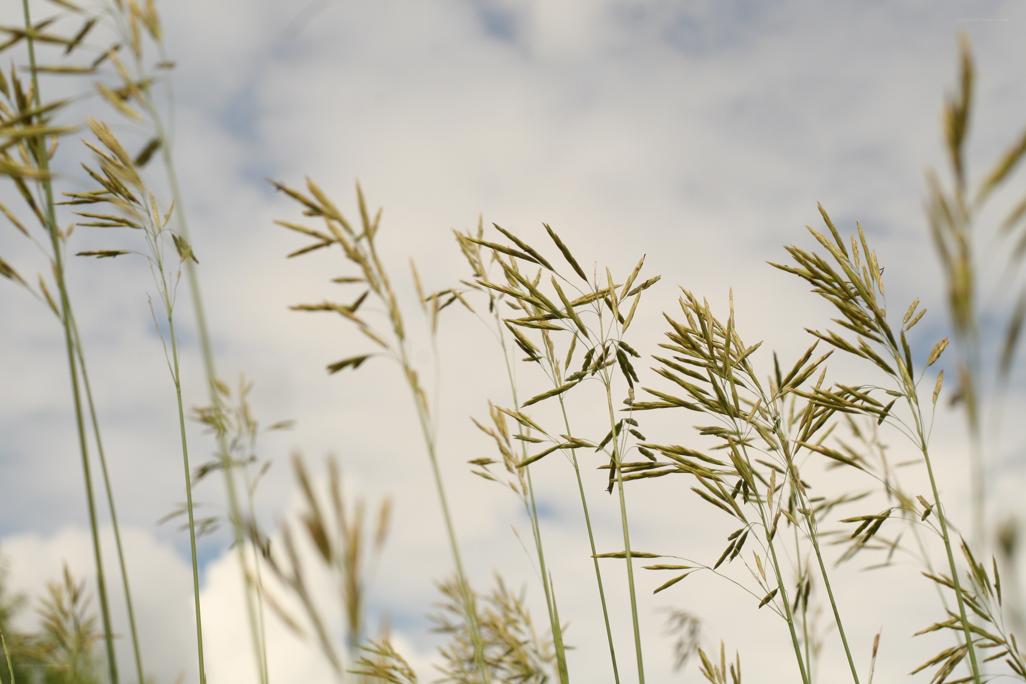 Grass stalks against a cloudy sky