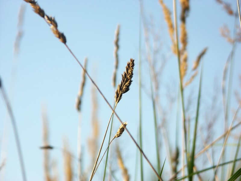 Grass stalks against blue sky