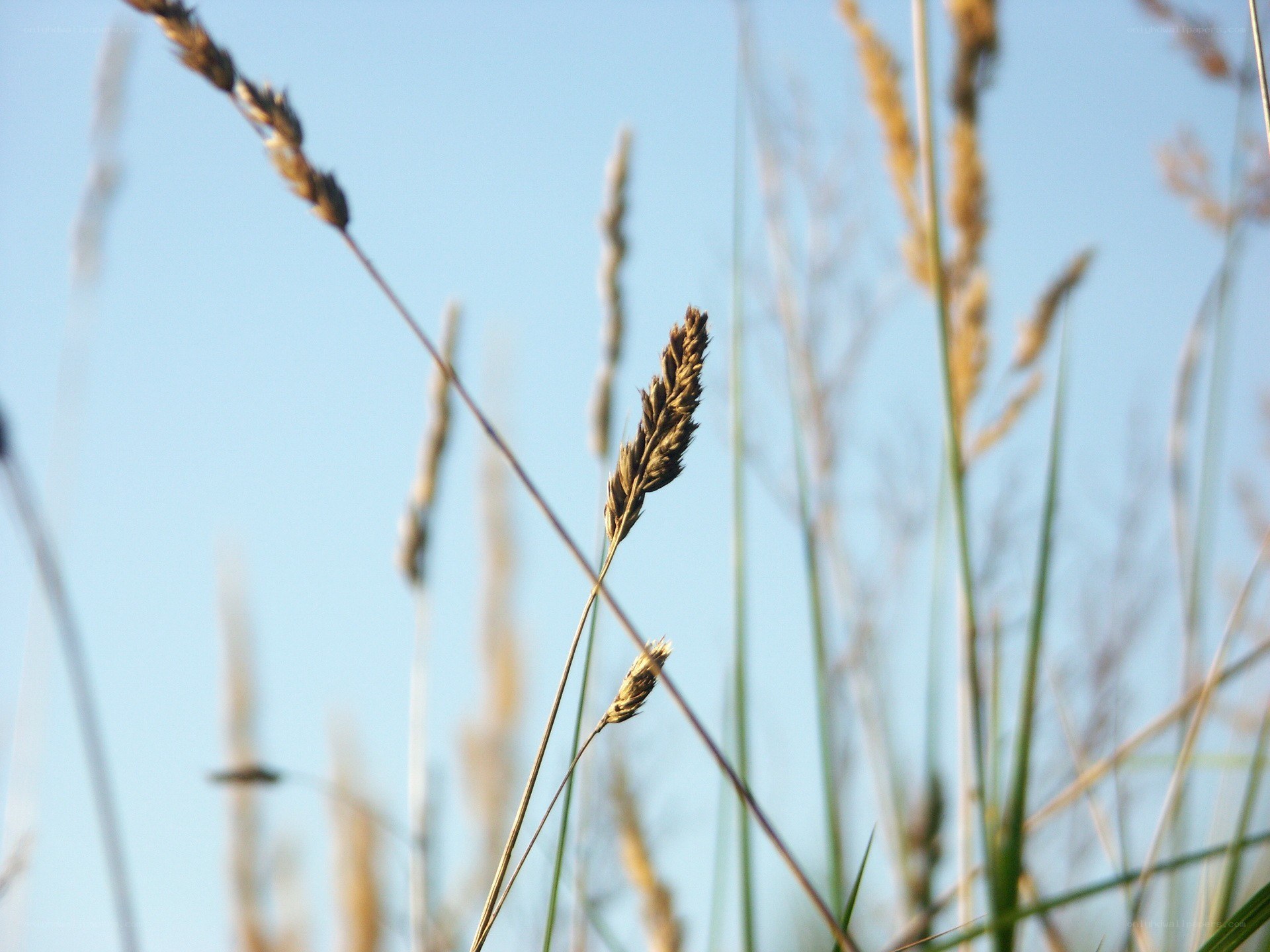 Grass stalks against blue sky
