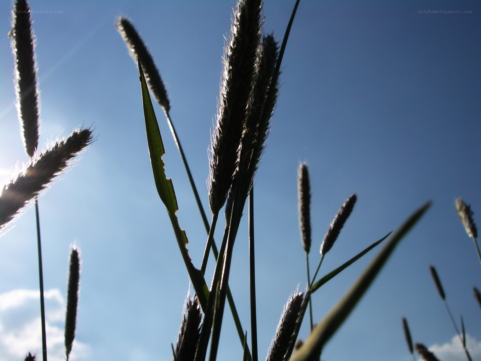 Grass stalks against blue sky