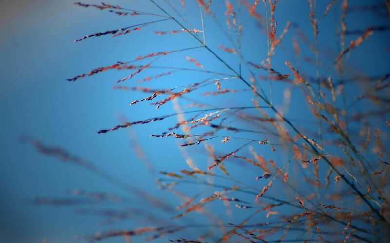 Grass Stalks Against Blue Sky — Serene, Sunset
