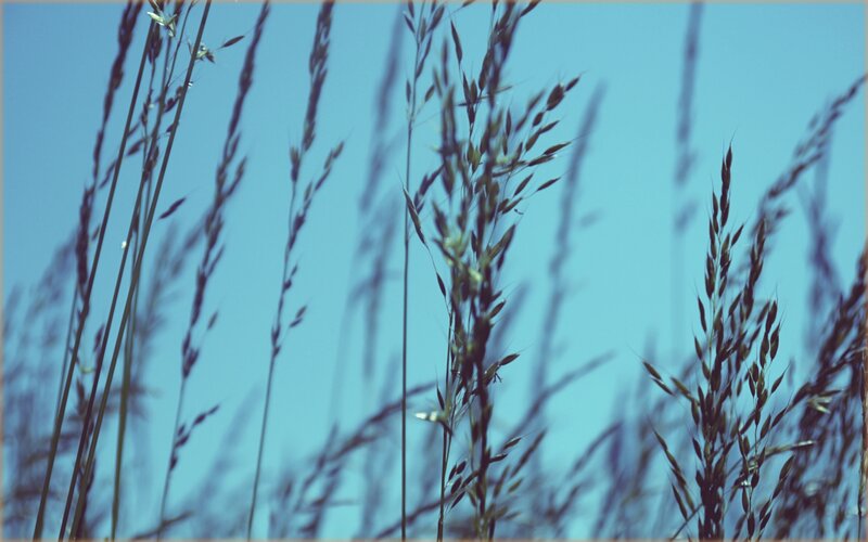 Grass stalks against blue sky