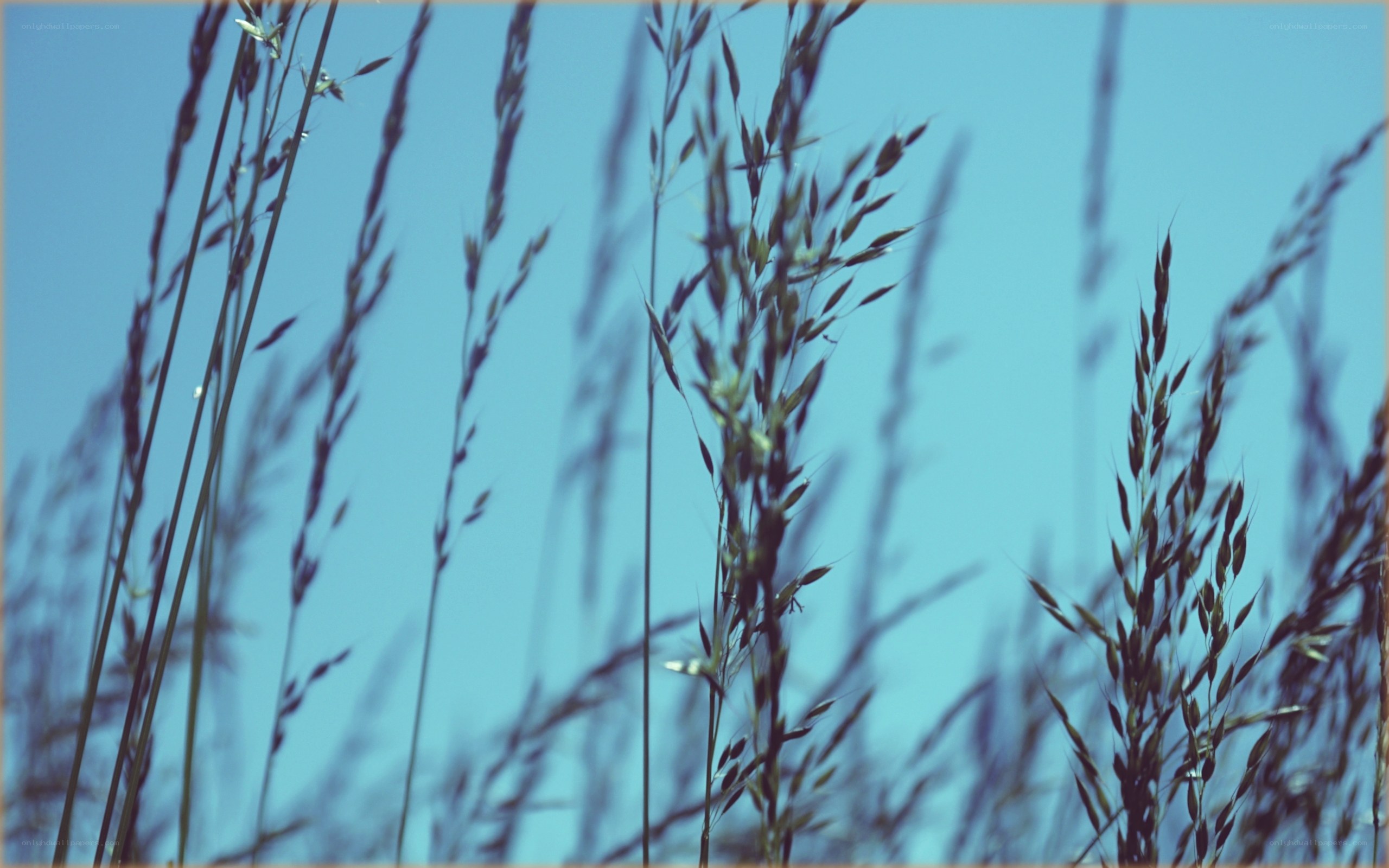 Grass stalks against blue sky