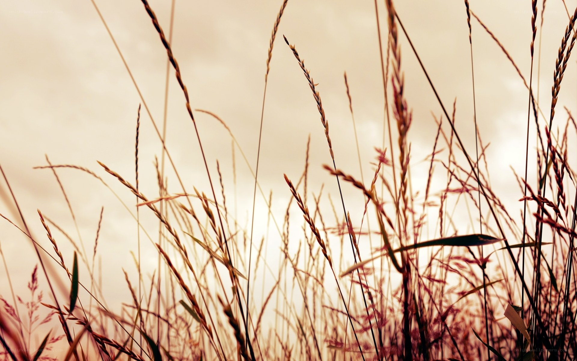 Grass stalks against sunset sky