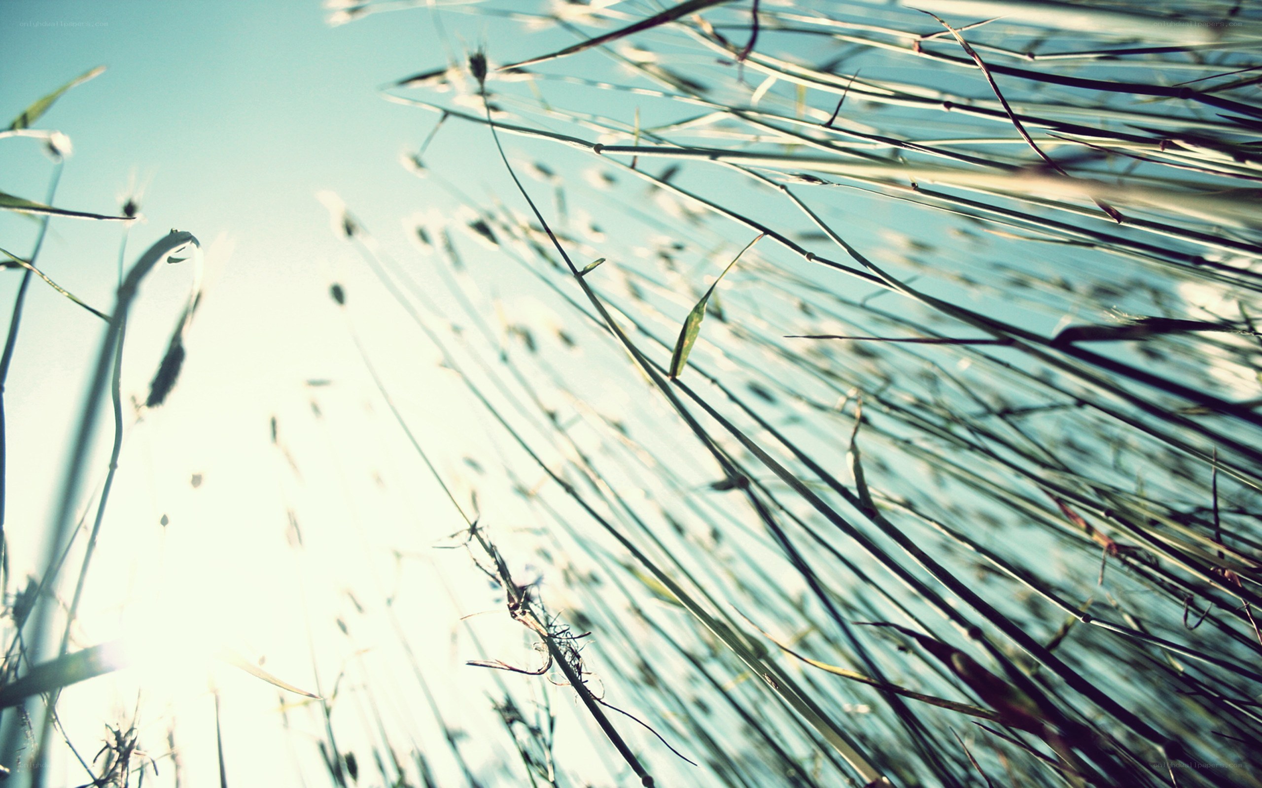 Grass stalks against the sky
