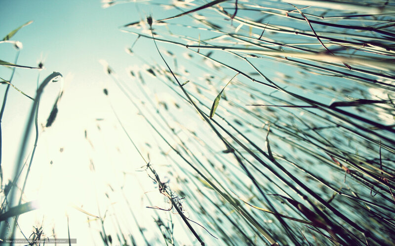 Grass stalks against the sky