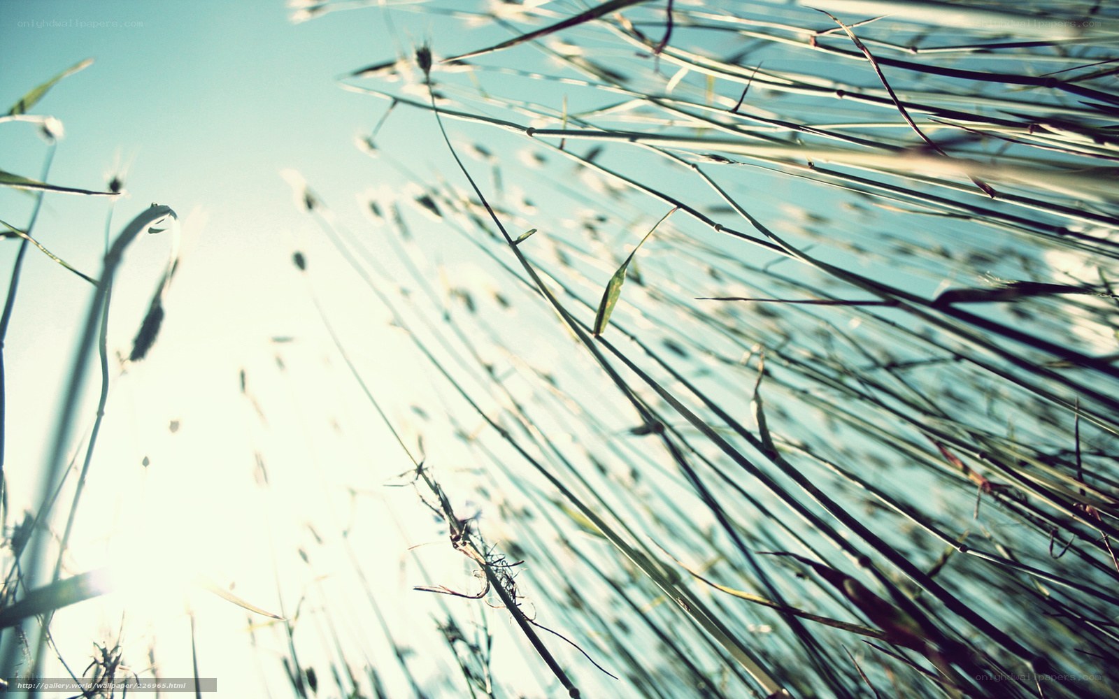 Grass stalks against the sky