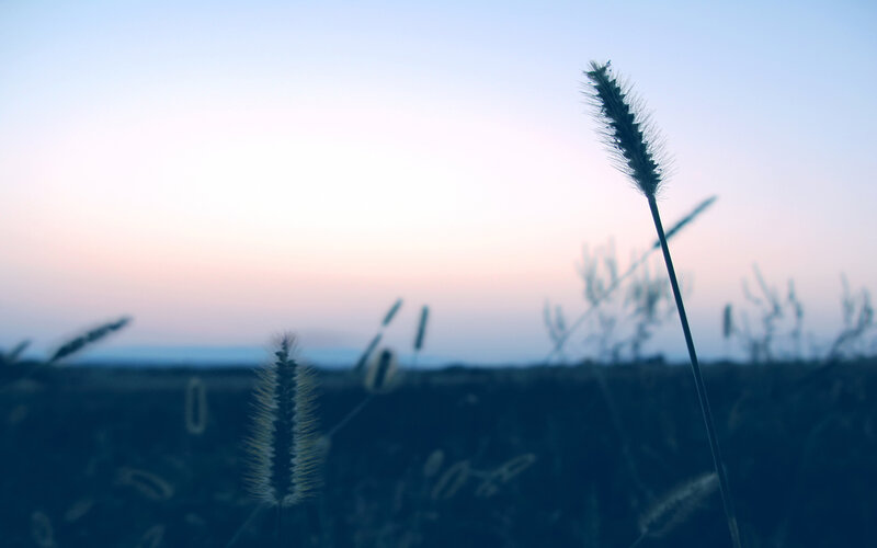 Grass Stalks at Dusk