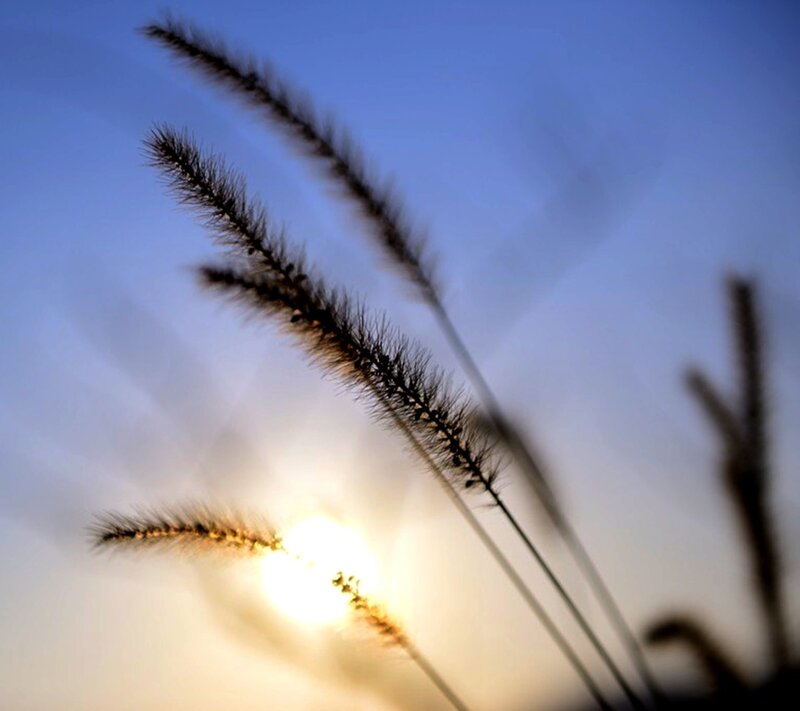 Grass Stalks at Sunset — Blue