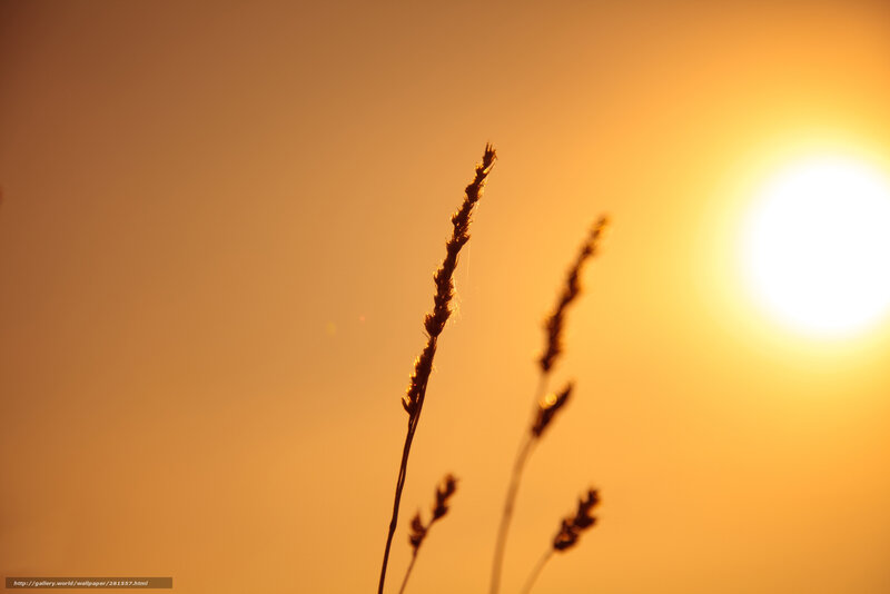 Grass Stalks at Sunset — Orange, Serene, Photograph, Sun