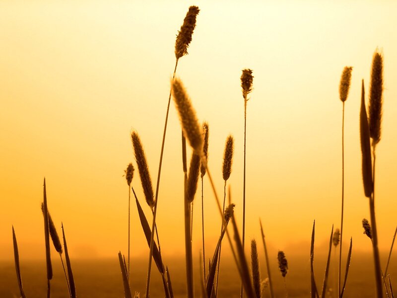 Grass Stalks at Sunset — Orange, Serene, Photograph, Sunlight