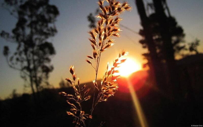 Grass Stalks at Sunset — Orange, Serene, Photograph