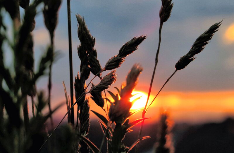 Grass Stalks at Sunset — Orange