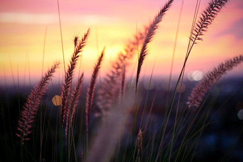 Grass Stalks at Sunset — Pink