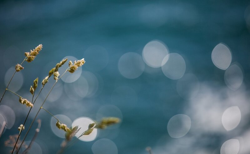 Grass Stalks by Water