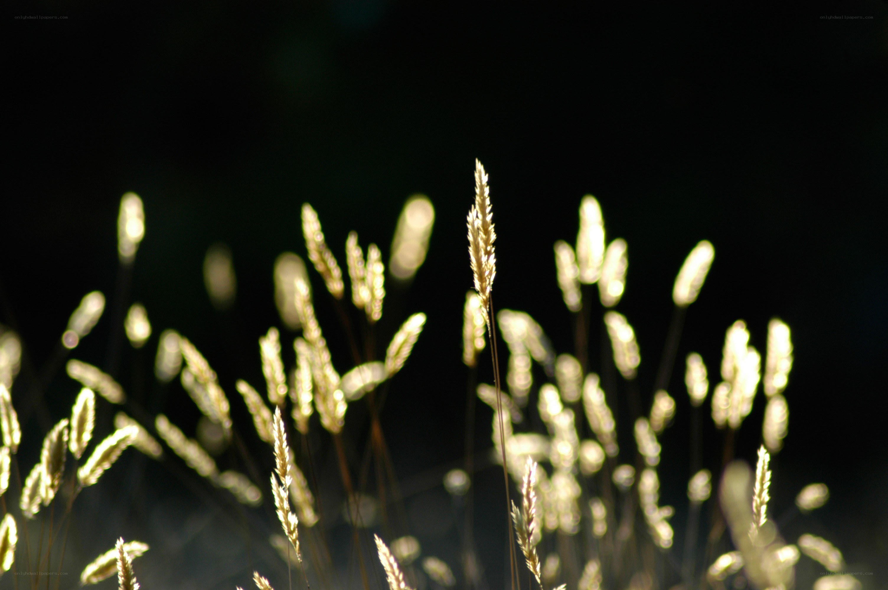Grass stalks in golden light
