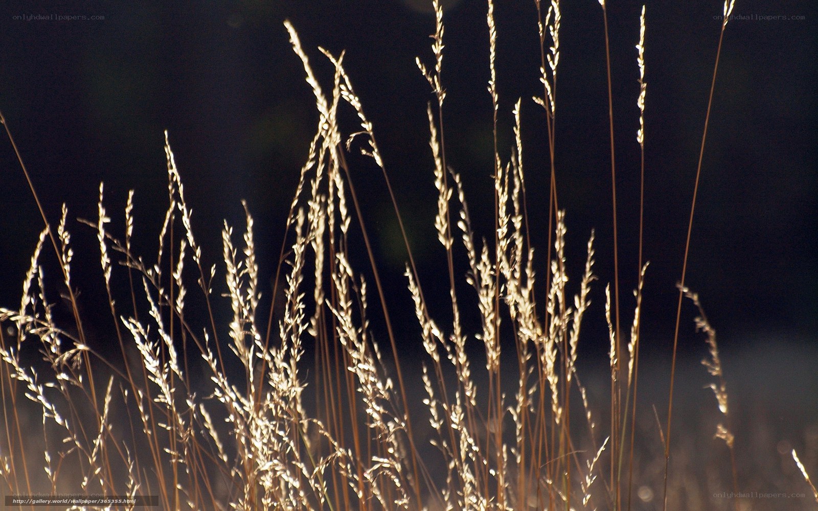 Grass stalks in golden light